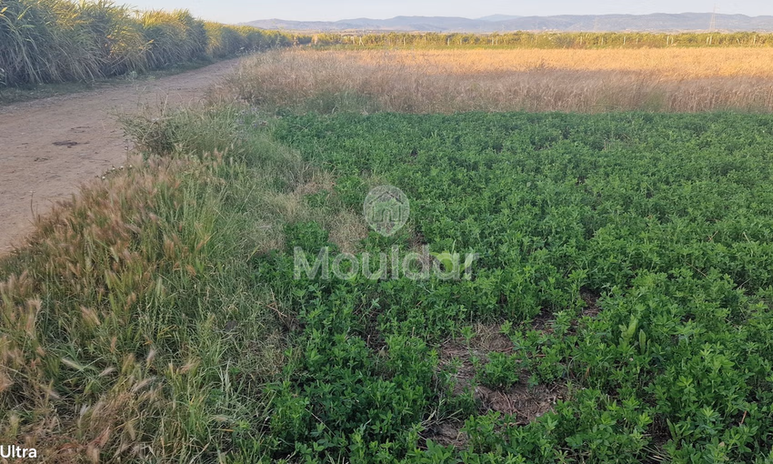 Terrain Agricole à Vendre à Ksar el-Kebir - 20,000 m²