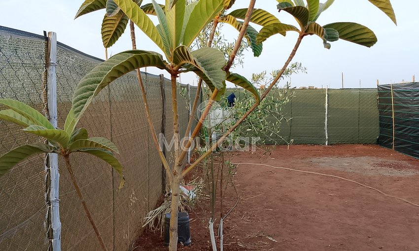 أرض زراعية للبيع في المحمدية - فرصة فريدة - view 8