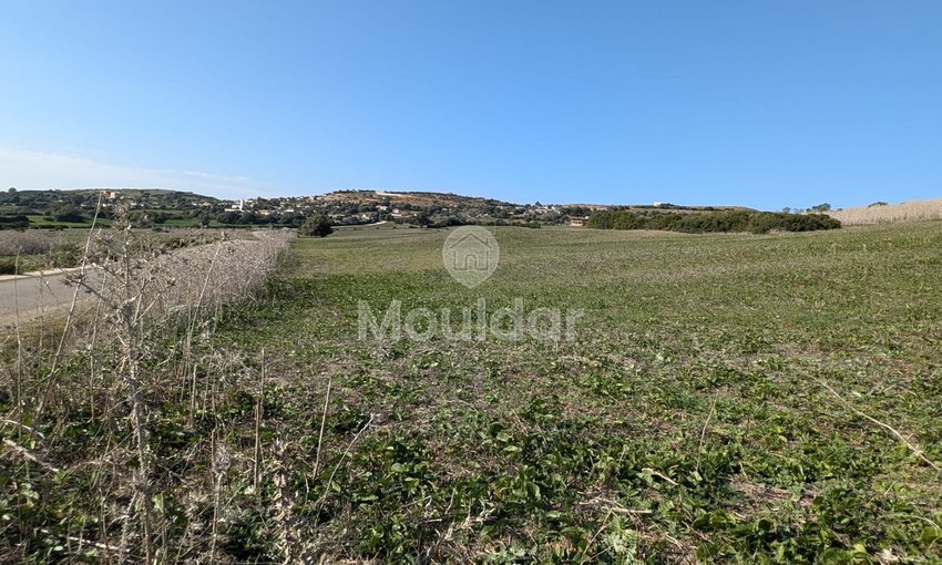 3 Ha de Terrain Agricole à Vendre à Asilah! - view 3