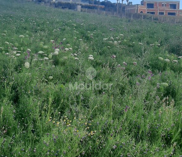 أرض للبيع في أصيلا: فرصة فيلا فريدة - view 6