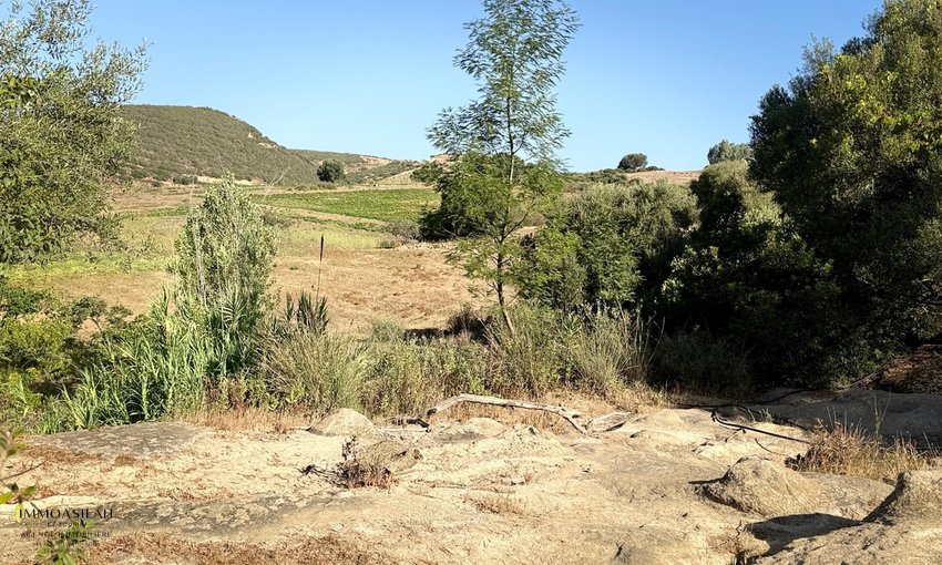 أرض 12 هكتار 6231 م² زراعية - view 10