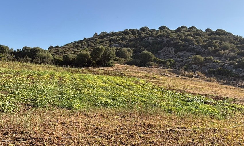 أرض 12 هكتار 6231 م² زراعية - view 8