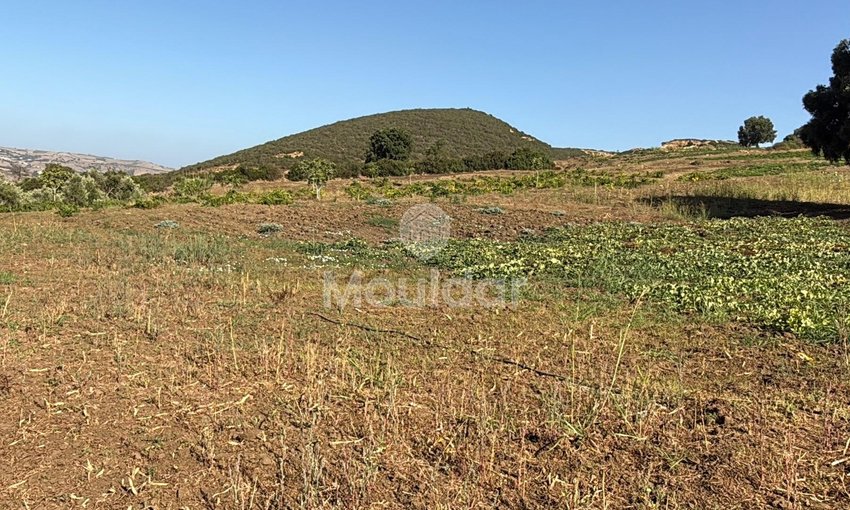 Γεωργικές εκτάσεις στην Ασίλα: Αξιοποιήστε μια Μοναδική Ευκαιρία - view 7