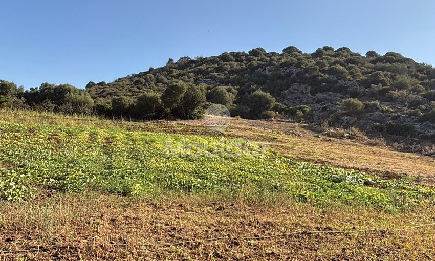 Γεωργικές εκτάσεις στην Ασίλα: Αξιοποιήστε μια Μοναδική Ευκαιρία - view 8