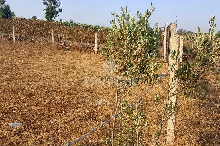 Agricultural Land for Sale in Mohammedia - 1000m²