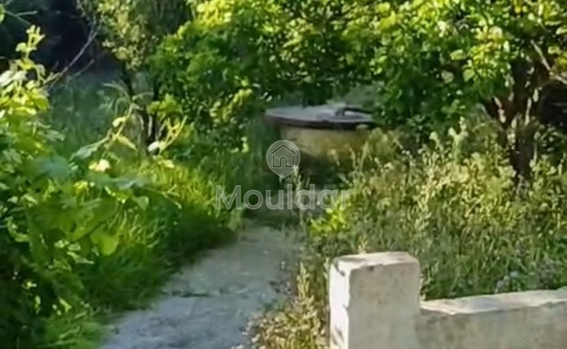 Οικία προς πώληση στην Ασίλα: εξαιρετικός χώρος 16.000 τ.μ. - view 5