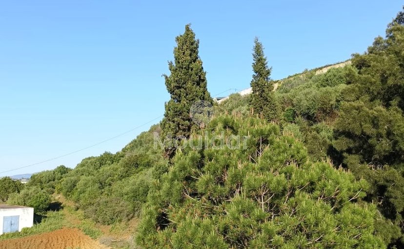 Οικία προς πώληση στην Ασίλα: εξαιρετικός χώρος 16.000 τ.μ. - view 9