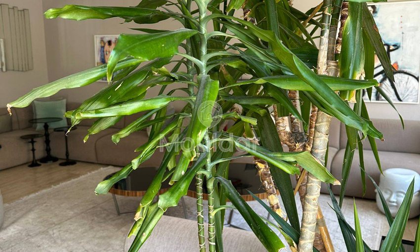 Chic 3-Bedroom Apartment for Sale in the Golden Triangle, Casablanca - view 9