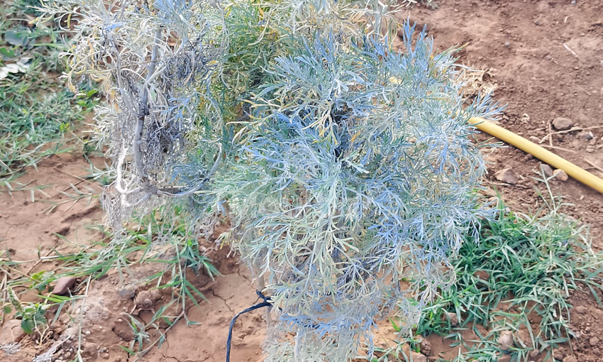 Agricultural Land for Sale in Mohammedia - 700m² to Seize Agricultural Land for Sale in Mohammedia - 700m² to Seize