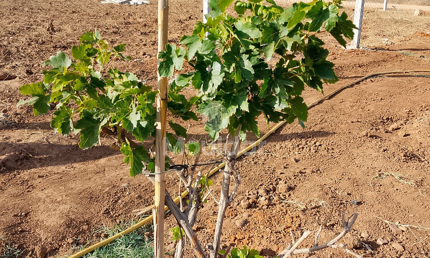 Agricultural Land for Sale in Mohammedia - 700m² to Seize Agricultural Land for Sale in Mohammedia - 700m² to Seize