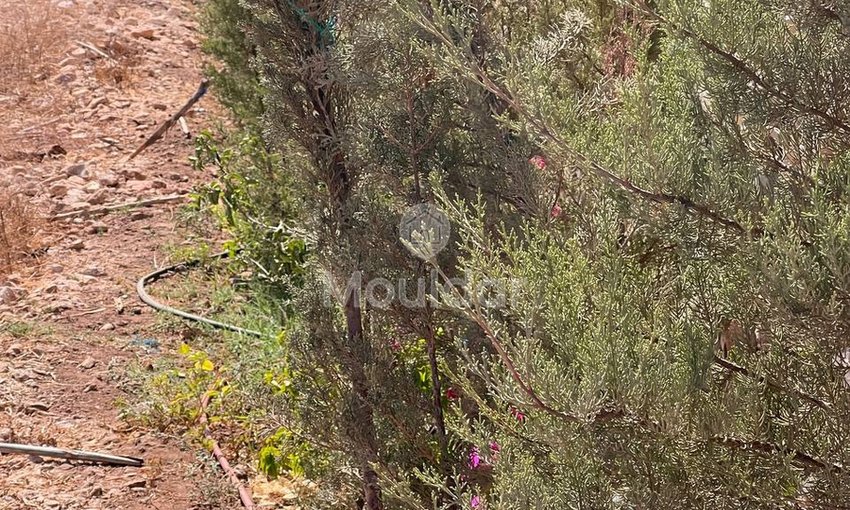 Villa d'Exception à Essaouira : Luxe et Espace Invincibles - view 39