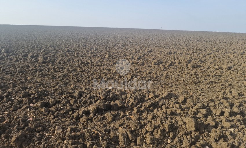 Landbouwperceel van 130.000 m² in Ksar el-Kebir te koop - view 6