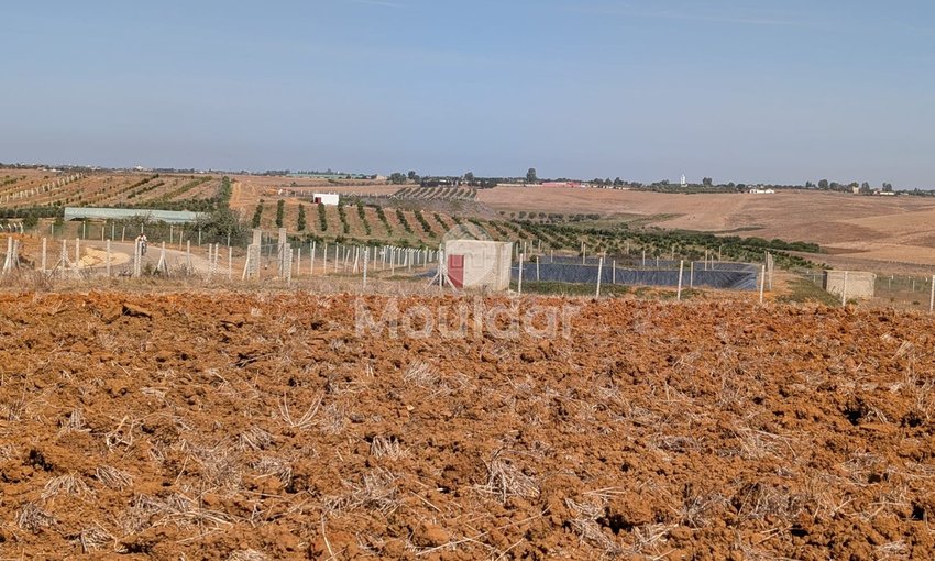 Terrain Agricole Titulaire de 3 Hectares à Vendre à Asilah - view 11