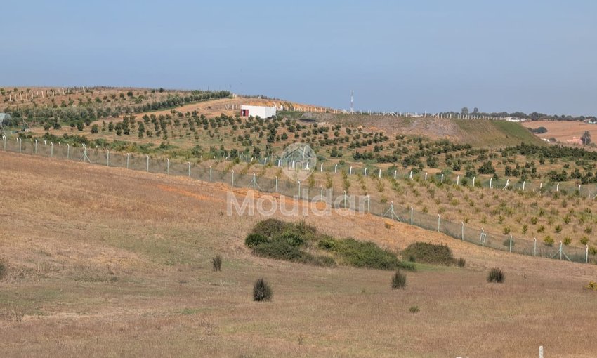 Terrain Agricole Titulaire de 3 Hectares à Vendre à Asilah - view 4