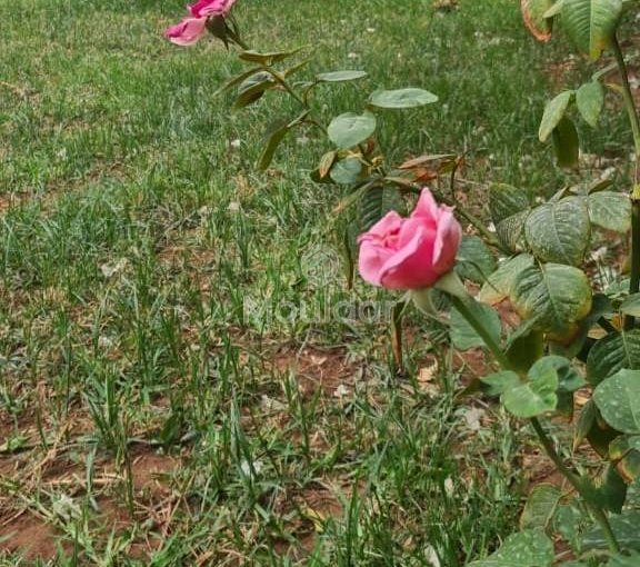 Villa de Lujo en Marrakech: 3 Habitaciones, Seguridad y Jardín - view 13