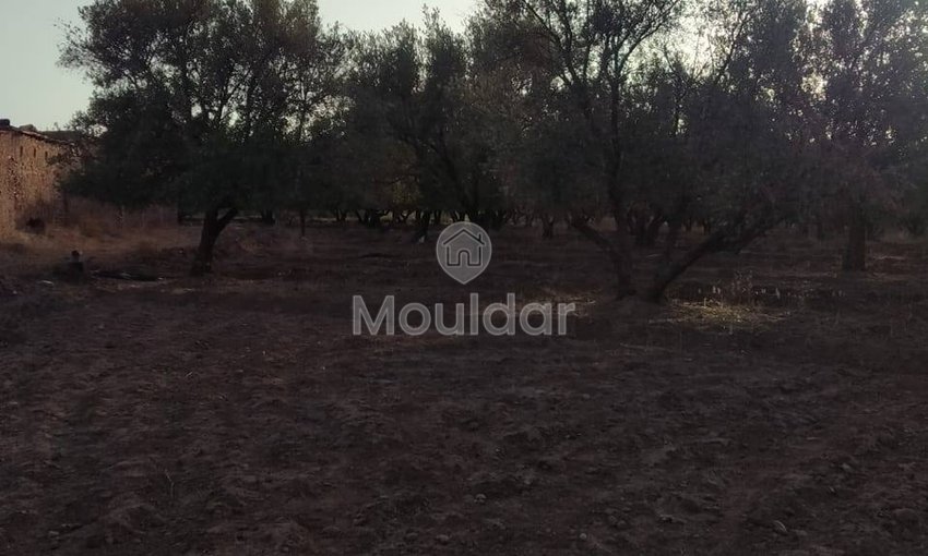 أرض زراعية للبيع في مراكش - طريق أوركيـة - view 4