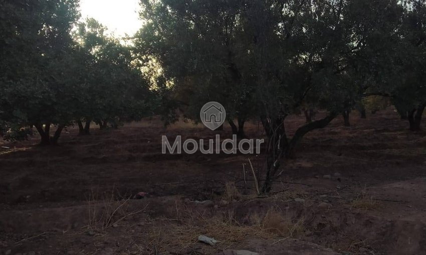 أرض زراعية للبيع في مراكش - طريق أوركيـة - view 2