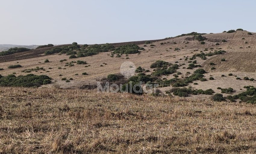 30 Héctares titrés à vendre - view 6