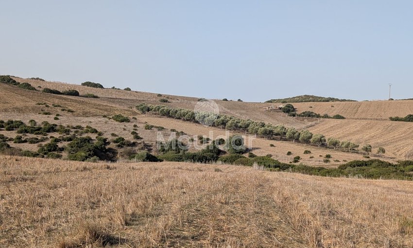 30 Héctares titrés à vendre - view 5