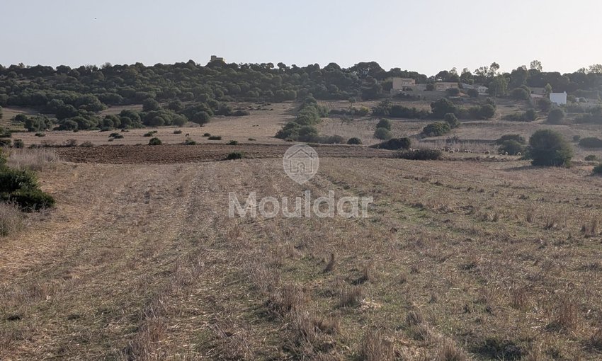 30 Héctares titrés à vendre - view 2