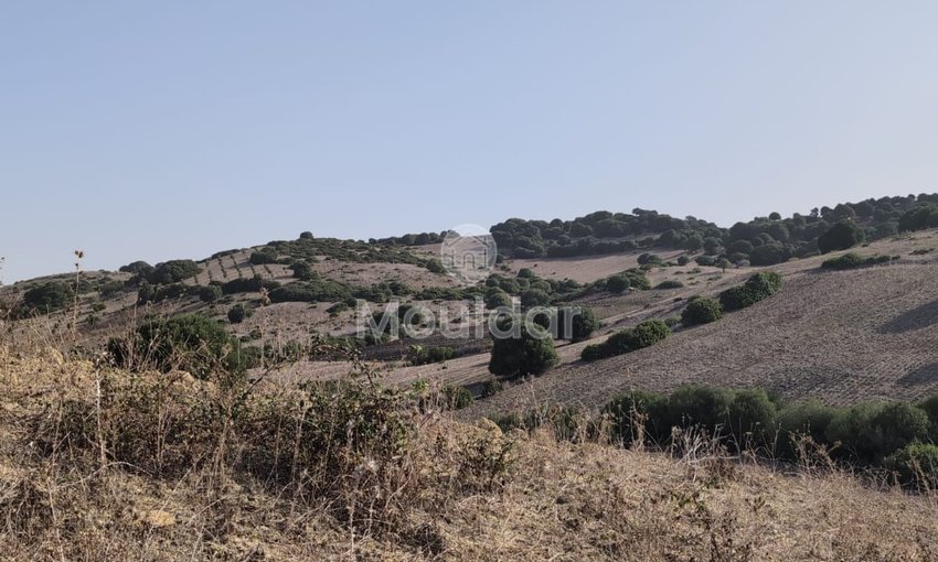 Terrain Agricole de 3 Hectares à Vendre à Asilah - view 3