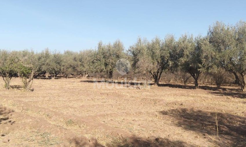 أرض زراعية للبيع في مراكش - 25,000 م² - view 3