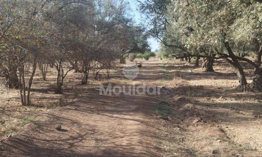 أرض زراعية للبيع في مراكش - 25,000 م² - view 2