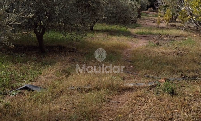 أرض زراعية للبيع في مراكش - 13,000 م²