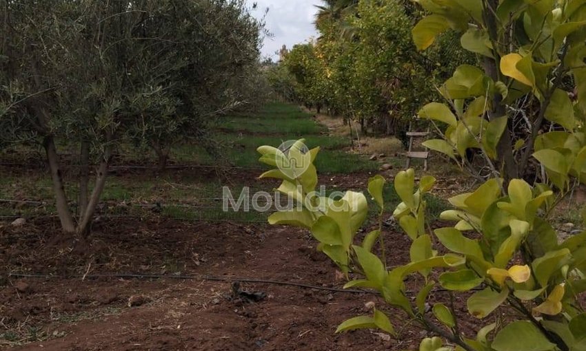 أرض زراعية للبيع في مراكش - 13,000 م² - view 14