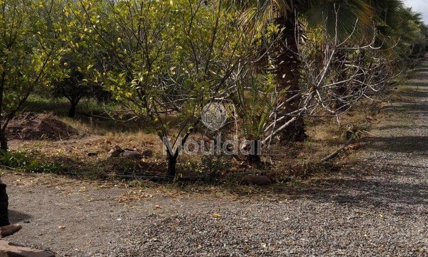 أرض زراعية للبيع في مراكش - 13,000 م² - view 2