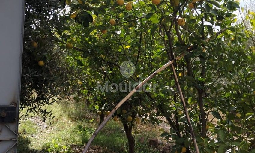 أرض زراعية للبيع في مراكش - 13,000 م² - view 12