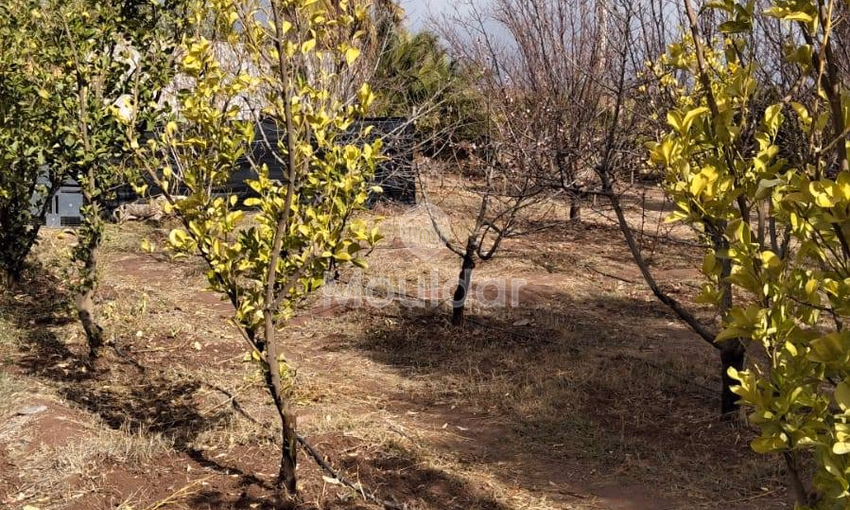 أرض زراعية للبيع في مراكش - 13,000 م² أرض زراعية للبيع في مراكش - 13,000 م²