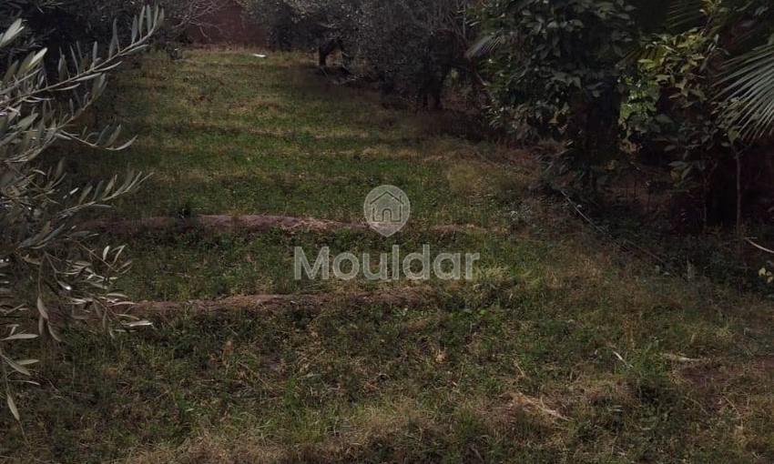 أرض زراعية للبيع في مراكش - 13,000 م² أرض زراعية للبيع في مراكش - 13,000 م²