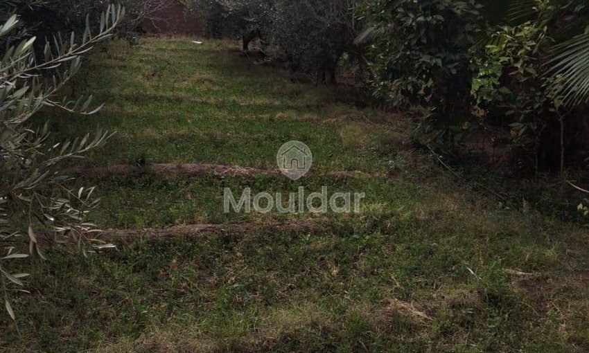 أرض زراعية للبيع في مراكش - 13,000 م² - view 7