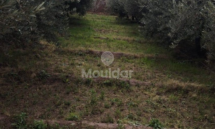 أرض زراعية للبيع في مراكش - 13,000 م² - view 13