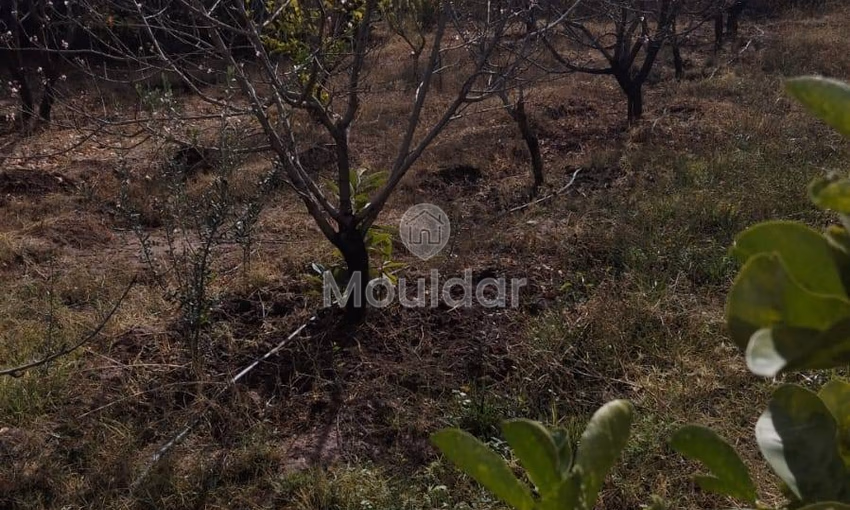 أرض زراعية للبيع في مراكش - 13,000 م² أرض زراعية للبيع في مراكش - 13,000 م²