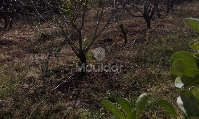 أرض زراعية للبيع في مراكش - 13,000 م² - view 11