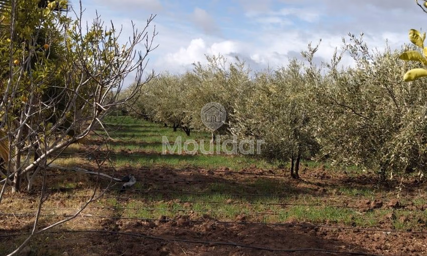 أرض زراعية للبيع في مراكش - 13,000 م² أرض زراعية للبيع في مراكش - 13,000 م²