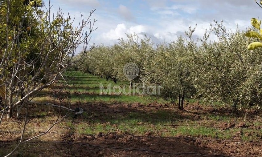 أرض زراعية للبيع في مراكش - 13,000 م² - view 5