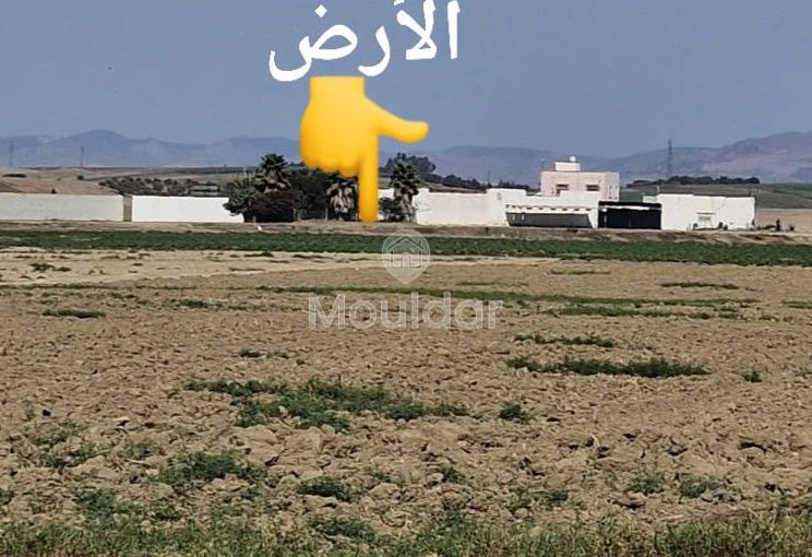Land for sale in Ksar el-Kebir: exceptional opportunity - view 9