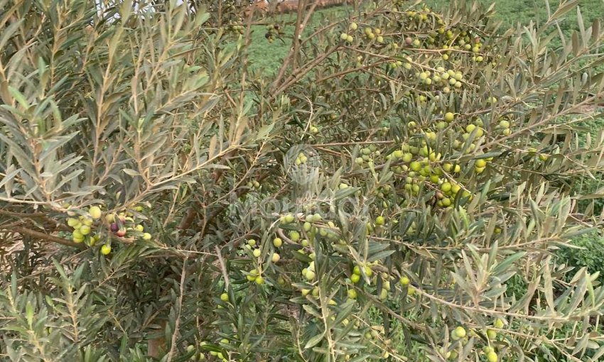 Wyjątkowa farma na sprzedaż w Sidi Slimane z cechami ekologicznymi - view 6