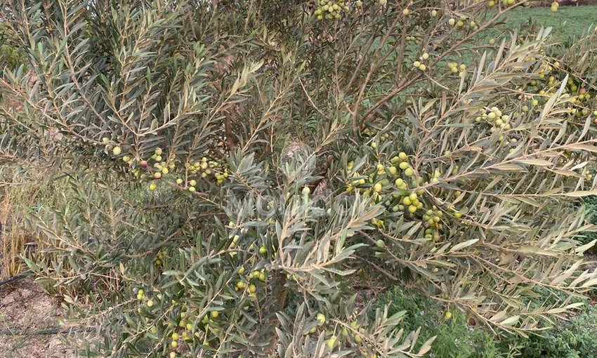 Wyjątkowa farma na sprzedaż w Sidi Slimane z cechami ekologicznymi - view 7