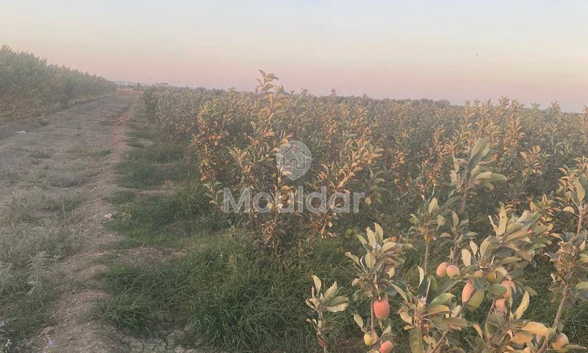 Wyjątkowa farma na sprzedaż w Sidi Slimane z cechami ekologicznymi - view 8