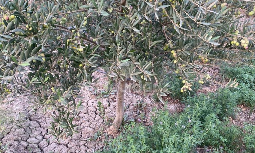 Wyjątkowa farma na sprzedaż w Sidi Slimane z cechami ekologicznymi - view 5