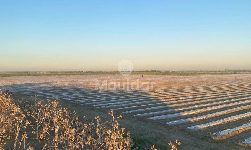Wyjątkowa farma na sprzedaż w Sidi Slimane z cechami ekologicznymi - view 4