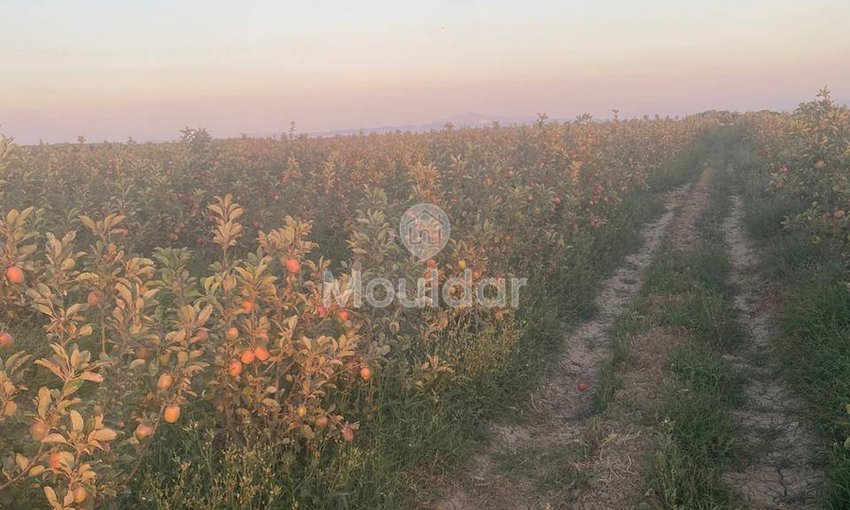 Wyjątkowa farma na sprzedaż w Sidi Slimane z cechami ekologicznymi - view 2