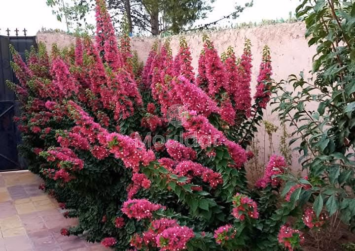 Modern Villa in Marrakech: 2 Bedrooms with Garden and Terrace