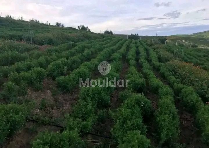 Ferme à Vendre à Khemisset : Espace, Confort et Nature - view 7