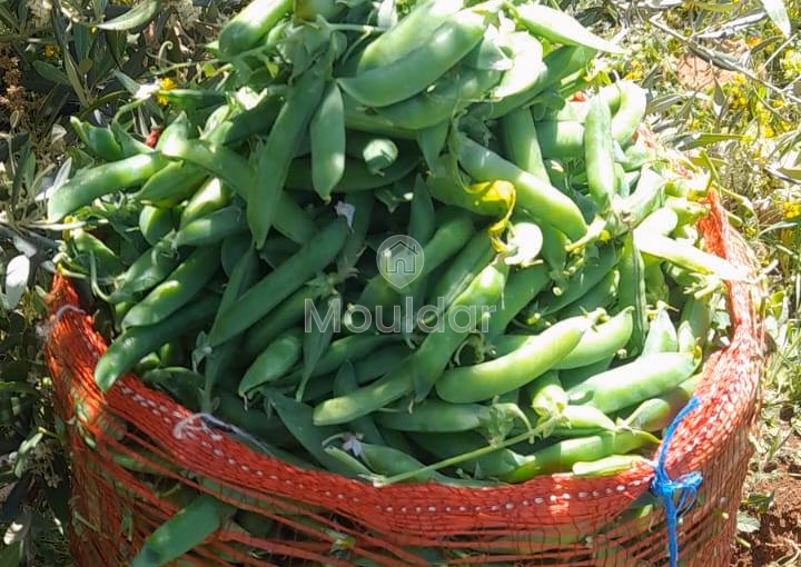 Fermes à Vendre à Fès : 25 000 m² de Terres Fermes à Vendre à Fès : 25 000 m² de Terres