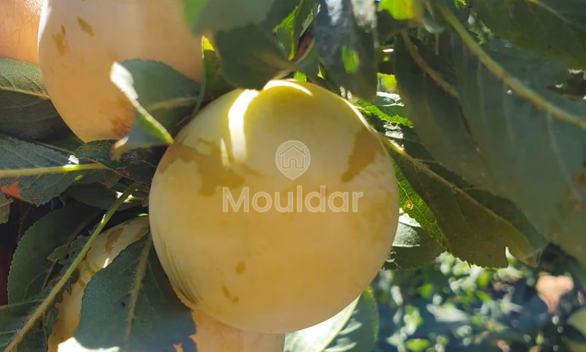 Fermes à Vendre à Fès : 25 000 m² de Terres Fermes à Vendre à Fès : 25 000 m² de Terres